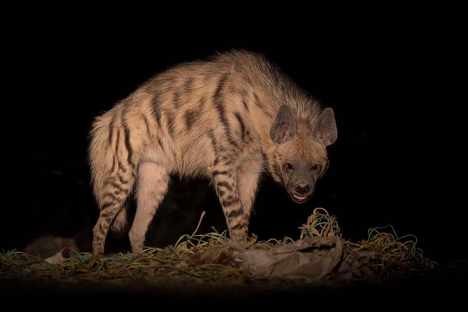 Striped Hyena LRK. Striped hyena standing on top of a pile of string at a carcass dumping ground in the deserts of the Little Rann of Kutch. Little Rann of Kutch, Gujarat, India.