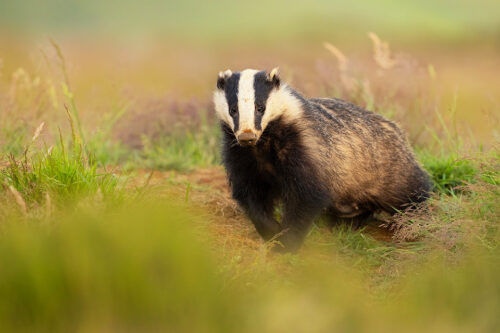 Dominant Badger Sow Portrait. An adult female European badger pauses in small clearing in the long grass surrounding the sett. By the end of this season the grasses surrounding the sett were the tallest I've ever seen, sometimes making it tricky to get a clear view. Derbyshire, Peak District National Park.