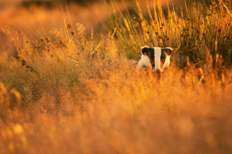 Backlit Badger in habitat. Small in the frame image of a European badger in long grass backlit by golden evening light. By the end of this season the grasses surrounding the sett were the tallest I've ever seen, sometimes making it tricky to get a clear view. However when the badgers raised their heads high enough, the seed heads caught the light beautifully, adding additional texture and colour. Derbyshire, Peak District National Park.