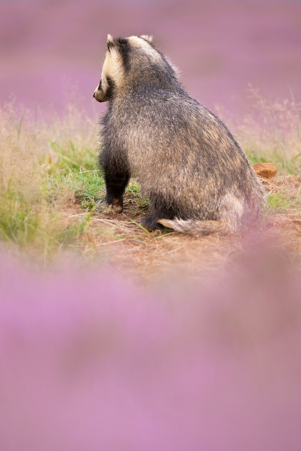 Sitting Badger. An adult female European badger  sitting on top of a spoil heap surrounded by flowering purple heather. Derbyshire, Peak District National Park.