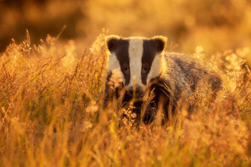 Backlit Badger. An adult European badger in long grass backlit by golden evening light. By the end of this season the grasses surrounding the sett were the tallest I've ever seen, sometimes making it tricky to get a clear view. However when the badgers raised their heads high enough, the seed heads caught the light beautifully, adding additional texture and colour. Derbyshire, Peak District National Park.