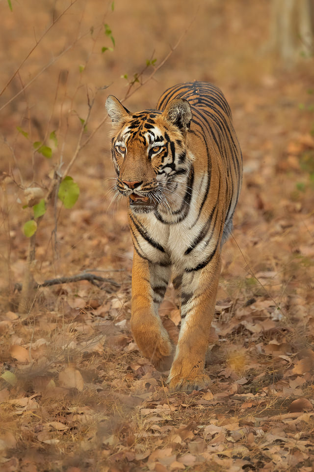 A young tigress emerges from the jungle during the dry season in Tadoba National Park, Maharashtra, India.