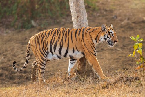 Tadoba Tigress. A young tigress passing a tree with deep claw marks. Tadoba National Park, Maharashtra, India.