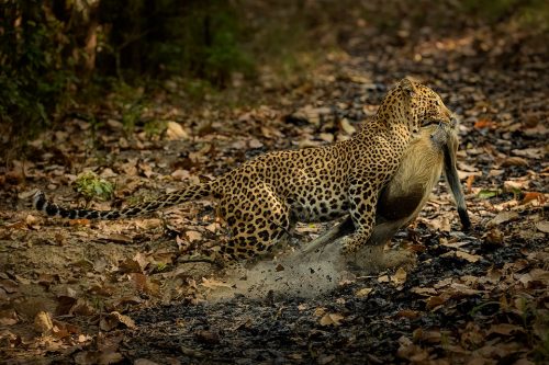 Leopard with kill. A male leopard sprinting back across the track with a langur in its jaws, creating a cloud of dust from the fire line. Kanha National Park, Madhya Pradesh, India.