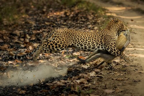 Leopard with kill. A male leopard sprinting back across the track with a langur in its jaws, creating a cloud of dust from the fire line. Kanha National Park, Madhya Pradesh, India.