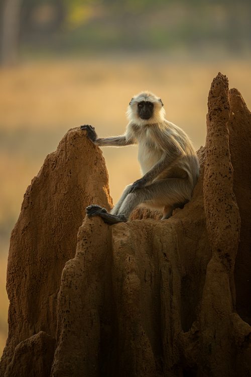 Gray Langur on Termite Castle. A gray langur resting on the top of a termite 'castle'. Kanha National Park, Madhya Pradesh, India. These old world monkeys are named after the Hindu monkey god, Lord Hanuman, and are regarded as sacred in India.