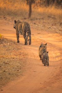 Three Tiger Cubs and Mother. Three tiger cubs following their mother in the middle of the track, showing the huge size difference. Bandhavgarh National Park, Madhya Pradesh, India.