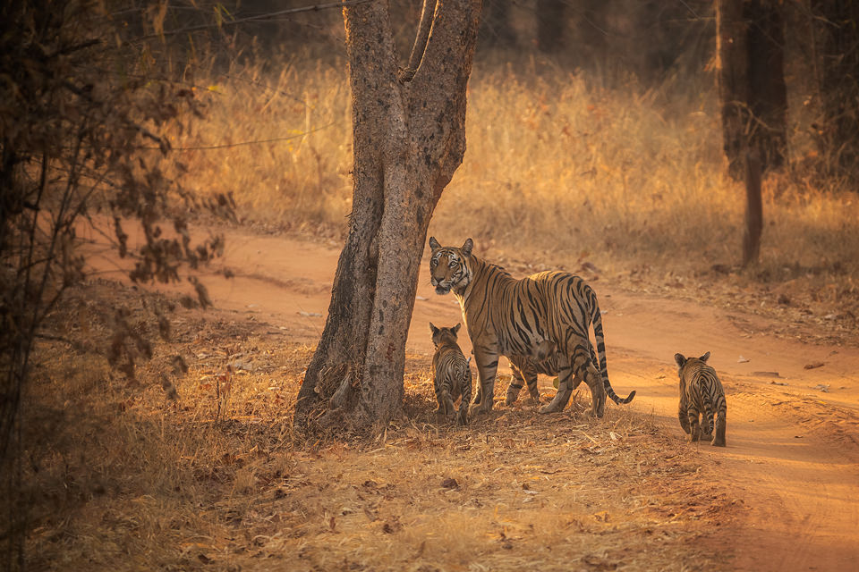 Tiger family, Bandhavgarh. Mother Tigress looks back towards the jeep as her cubs play around her. Bandhavgarh National Park, Madhya Pradesh, India.