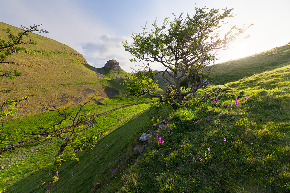 Early Purple Orchids, Cressbrook dale. Early purple orchids and buttercups above the Peter's Stone in Cressbrook Dale, Peak District National Park. Although slightly more cloud cover would have been preferable, the great light and calm winds were a real blessing to ensure the foreground stayed sharp and motion free.