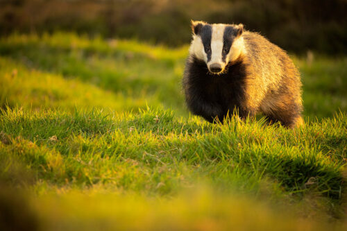 Sidelit Badger Boar. An adult male European badger side lit by golden evening light at a moorland sett. Derbyshire, Peak District National Park.