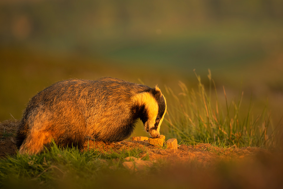 Sniffing Badger. An adult European badger sniffing an interesting rock in golden evening sunshine. Derbyshire, Peak District National Park.