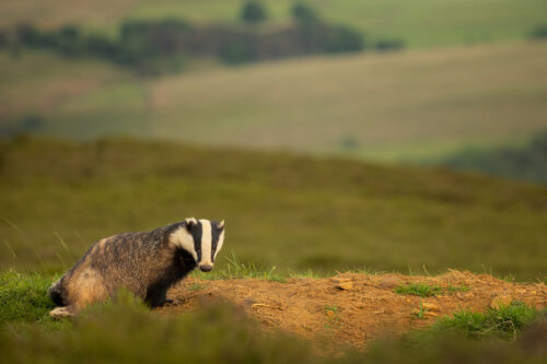 Open Badger sett. An adult female European badger pauses on the top of a spoil heap at an open moorland badger sett. Derbyshire, Peak District National Park.