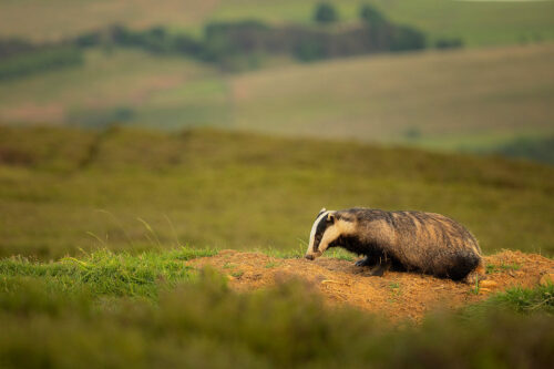 Open Badger sett. An adult female European badger pauses on the top of a spoil heap at an open moorland badger sett. Derbyshire, Peak District National Park.