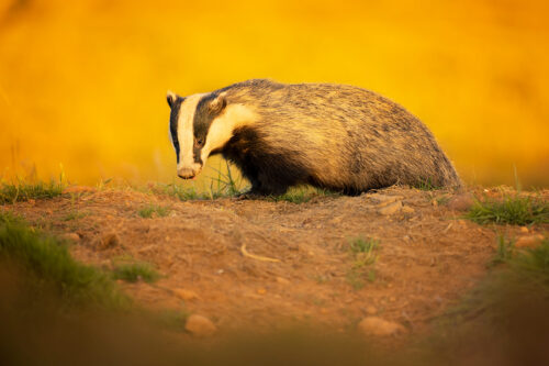 Badger in golden light. An adult European badger with tongue poking out in golden evening light. Derbyshire, Peak District National Park.