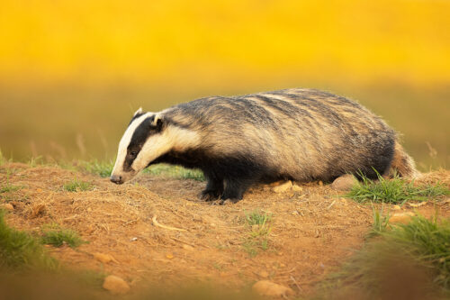 Badger side profile. Side on view of a female European badger with golden evening light illuminating the hillside behind. Derbyshire, Peak District National Park.