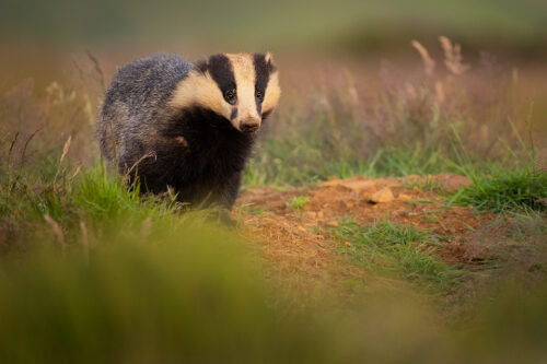 A grizzled old badger that rarely emerges in daylight. Derbyshire, Peak District National Park.