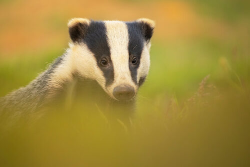 Badger Portrait. Close up portrait of an Adult European badger surrounded by fresh green vegetation. Derbyshire, Peak District National Park.