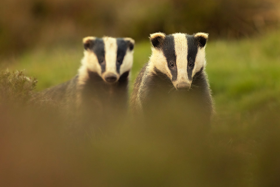 Badger Pair. A pair of Adult European badgers emerge from the sett and look straight towards the camera. Derbyshire, Peak District National Park.