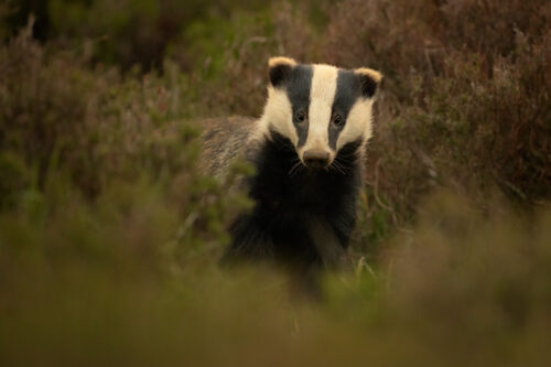 Moorland Badger. A European badger peers at the camera round the heather surrounding the sett. Derbyshire, Peak District National Park.