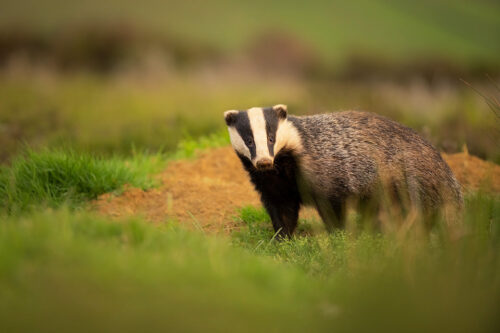 Muddy nosed Badger. An Adult European badger with a muddy nose standing outside one of the sett entrances. Derbyshire, Peak District National Park.