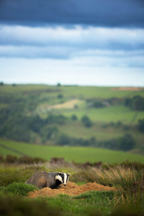 Badger with Stormy Sky. An Adult European badger in habitat surrounding the sett under a moody summer sky. Derbyshire, Peak District National Park.