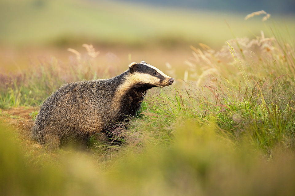 late summer badger cub. A badger cub sniffing air outside the main sett entrance in warm late evening late. On this season the grasses surrounding the sett were the tallest I've ever seen, often making it tricky to get a clear view. However when the badgers raised their heads high enough, the seed heads caught the light beautifully, adding additional texture and colour. Peak District National Park.