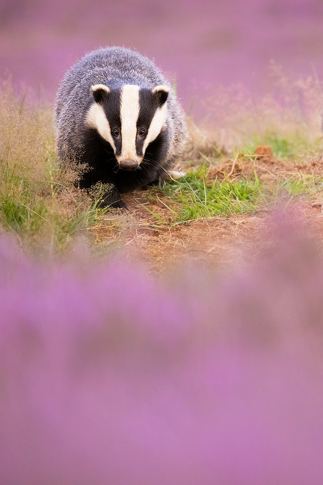 badger in purple heather. An adult European badger surrounded by purple flowering heather. Peak District National Park.