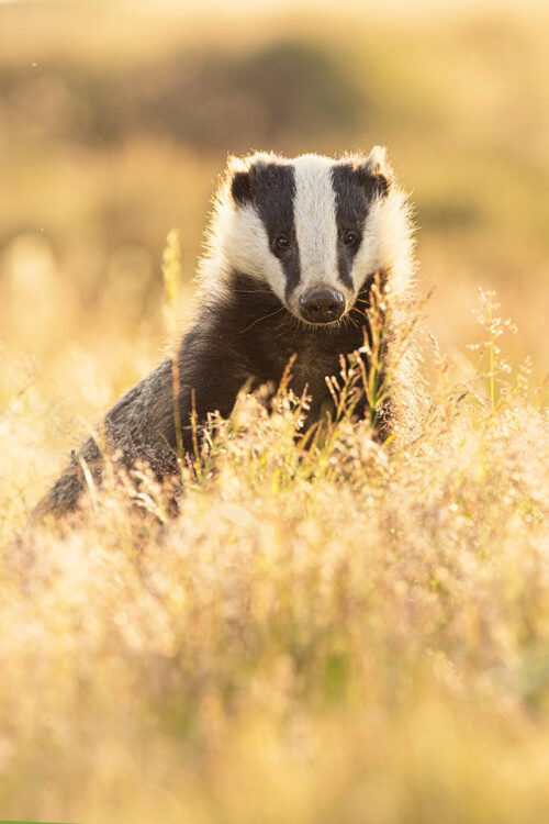 Backlit badger III. A female European badger backlit by golden evening light in long grass surrounding the sett. On this season the grasses surrounding the sett were the tallest I've ever seen, often making it tricky to get a clear view. However when the badgers raised their heads high enough, the seed heads caught the light beautifully, adding additional texture and colour. Peak District National Park.