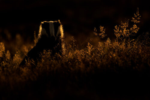 Rim-lit Badger. A female European badger rim-lit by golden evening light in long grass surrounding the sett. On this season the grasses surrounding the sett were the tallest I've ever seen, often making it tricky to get a clear view. However when the badgers raised their heads high enough, the seed heads caught the light beautifully, adding additional texture and colour. Peak District National Park.