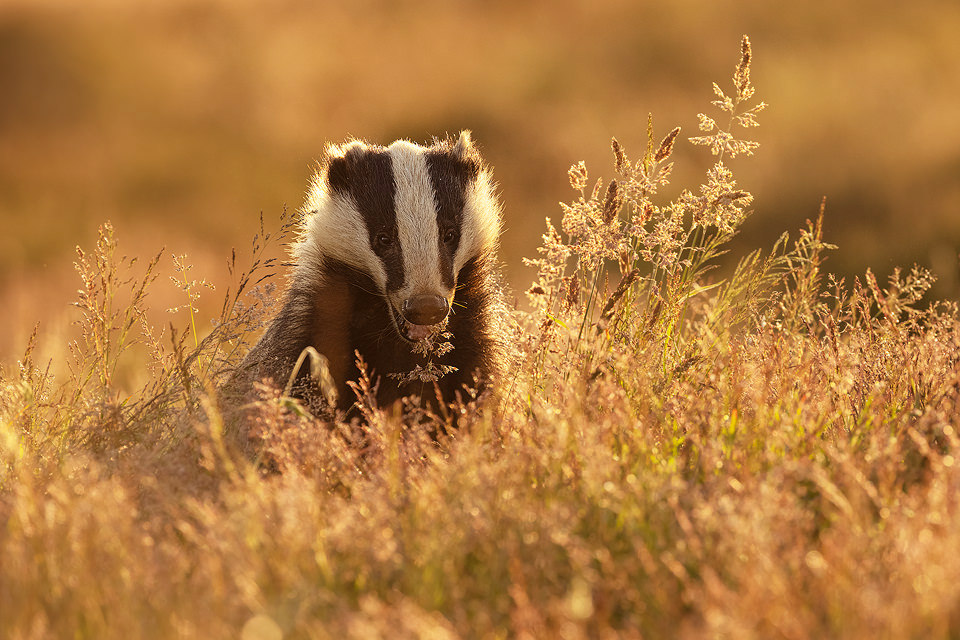 Backlit badger. A female European badger backlit by golden evening light in long grass surrounding the sett. On this season the grasses surrounding the sett were the tallest I've ever seen, often making it tricky to get a clear view. However when the badgers raised their heads high enough, the seed heads caught the light beautifully, adding additional texture and colour. Peak District National Park.