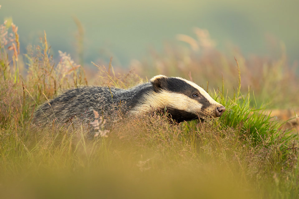 Sniffing badger cub. A badger cub sniffing the long grass surrounding the sett in warm late evening late. On this season the grasses surrounding the sett were the tallest I've ever seen, often making it tricky to get a clear view. However when the badgers raised their heads high enough, the seed heads caught the light beautifully, adding additional texture and colour. Peak District National Park.