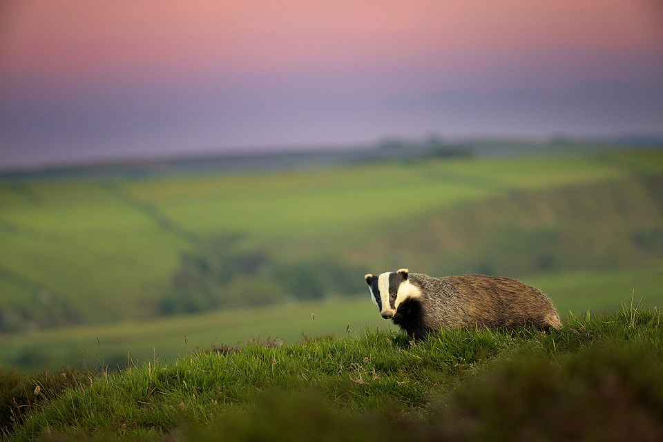 Badger at Dusk. An adult badger stands proudly on a grassy hill with fresh green farmland habitat and dusky purple sky beyond. Peak District National Park.