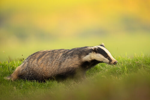 Bella the Badger. Side profile of an Adult female European badger on top of a grassy hill close to the sett. Peak District National Park.