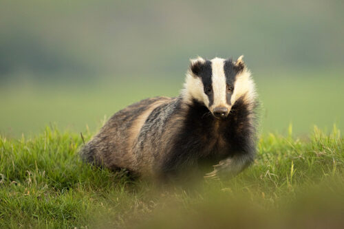 Badger claws. An Adult female European badger showing long powerful claws raised, looking towards the camera on top of a grassy hill close to the sett. Peak District National Park.