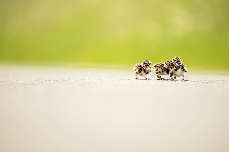 Lapwing Chicks. Three tiny lapwing chicks huddled together on a country lane. Whilst driving through the Peak District one afternoon I spotted these young lapwings huddled together in the road. As a rule I don't normally interfere with wildlife, but after watching them for some time it was clear they confused and in no hurry to get off the road. After nearly getting crushed for the second time, I realised I had no choice but to intervene and carefully picked them up out of harms way and placed them in a neighbouring field, close to where mum was hiding in the long grass. Derbyshire, Peak District National Park.