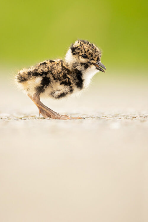 A tiny lapwing chick calling softly for mum. Derbyshire, Peak District National Park. Whilst driving through the Peak District one afternoon I spotted these young lapwings huddled together in the road. As a rule I don't normally interfere with wildlife, but after watching them for some time it was clear they confused and in no hurry to get off the road. After nearly getting crushed for the second time, I realised I had no choice but to intervene and carefully picked them up out of harms way and placed them in a neighbouring field, close to where mum was hiding in the long grass. 