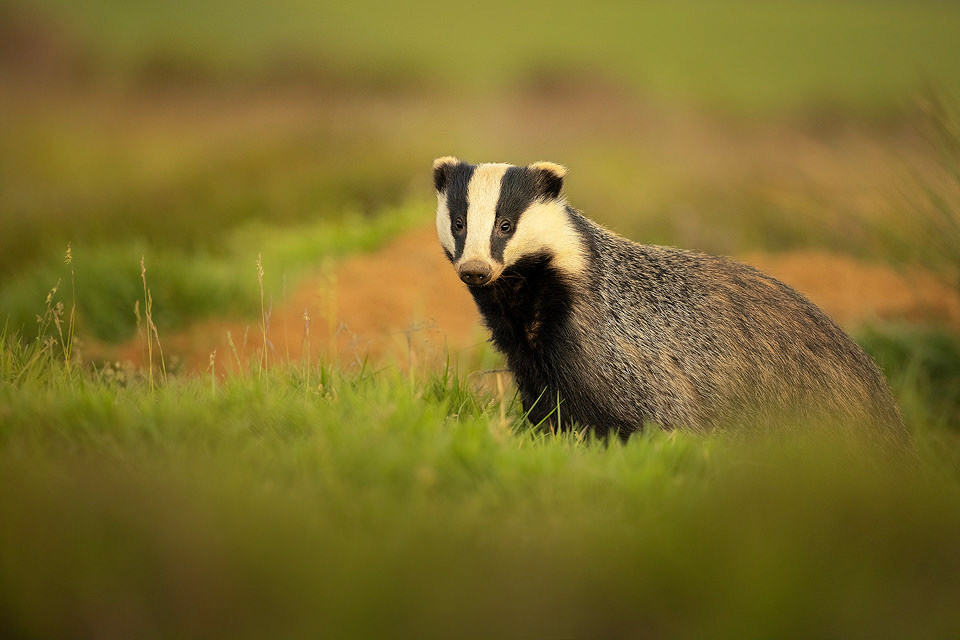 Badger at open sett. An Adult European badger in open moorland habitat surrounding the sett. Peak District National Park.