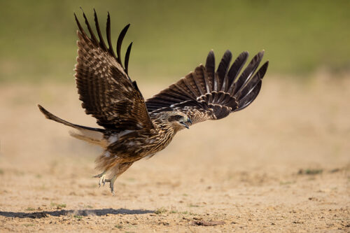 Black-eared Kite taking off in the grasslands of Tal Chhappar, Rajasthan, India.