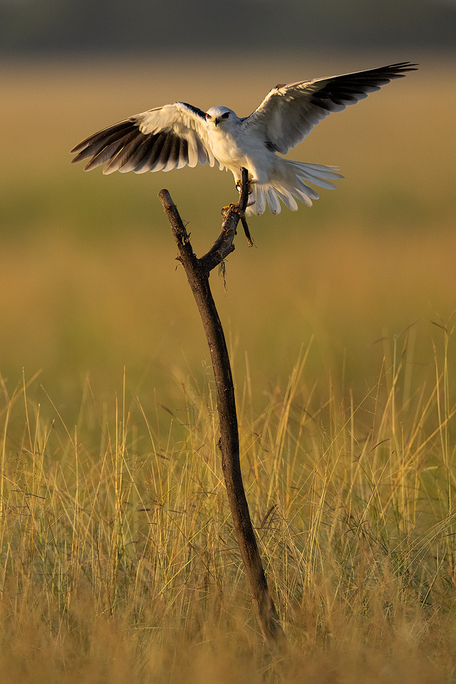 Black-shouldered kite with outstretched wings on a weathered stick in the grasslands of Tal Chhappar, Rajasthan, India.