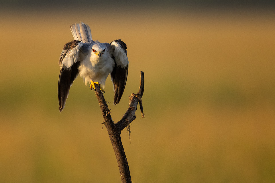 Black-shouldered kite in defensive pose on a weathered stick in the grasslands of Tal Chhappar, Rajasthan, India.