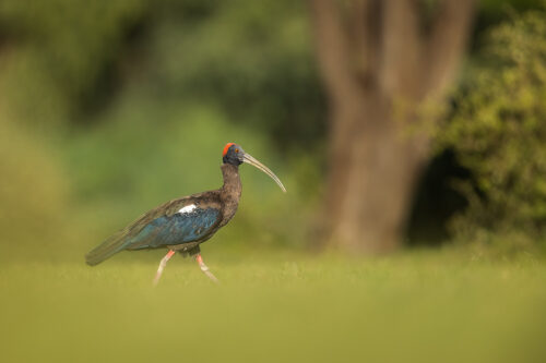 Red-naped ibis moving through fresh green vegetation in Goshala area. Tal Chhappar, Rajasthan, India.