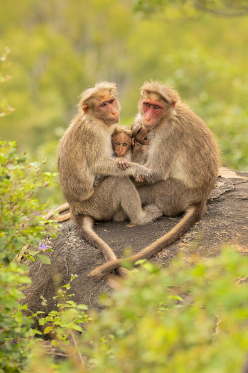 Bonnet Macaque family. Two mother bonnet macaques feeding their babies, surrounded by fresh green vegetation in the montane rain forests of the Nilgiri Hills, Tamil Nadu India.