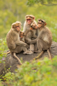 Grooming Bonnet macaques. A family of bonnet macaques, surrounded by fresh green vegetation in the montane rain forests of the Nilgiri Hills, Tamil Nadu India.