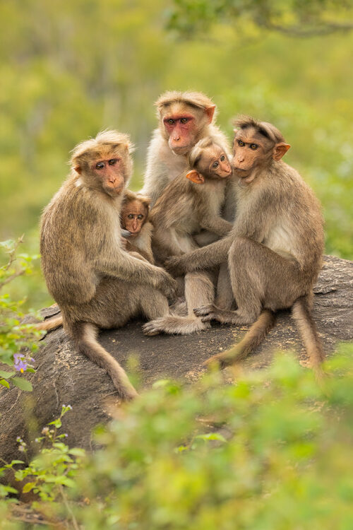 Grooming Bonnet macaques. A family of bonnet macaques, surrounded by fresh green vegetation in the montane rain forests of the Nilgiri Hills, Tamil Nadu India.