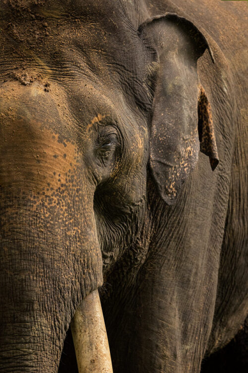 Tusker close up. Close up portrait of an impressive asian elephant tusker. Nagarhole National Park, Karnataka, India.