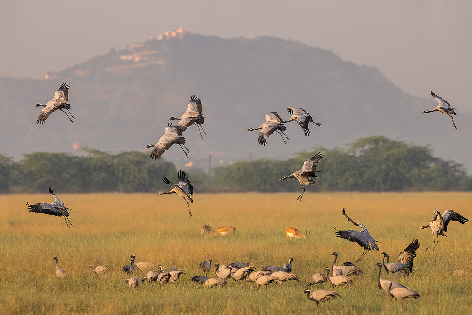 Landing Demoiselle cranes. Demoiselle cranes coming in to land in soft early morning light. Tal Chhapar, Rajasthan, India.