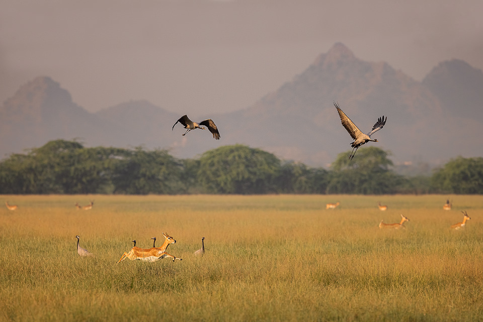 Tal Chhapar Demoiselle cranes. Demoiselle cranes flying over the golden grasslands of Tal Chhapar, with mountain backdrop and leaping blackbuck below Rajasthan, India.