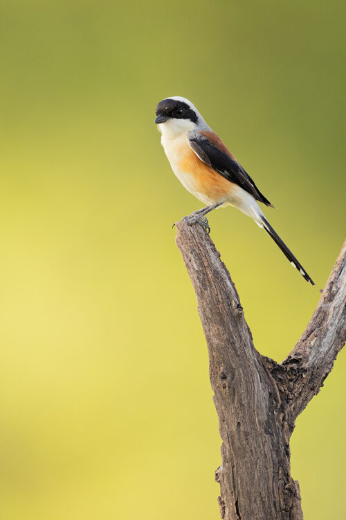 Portrait of Bay-backed shrike posing on a weathered perch in the grasslands of Tal Chhapar, Rajasthan, India.