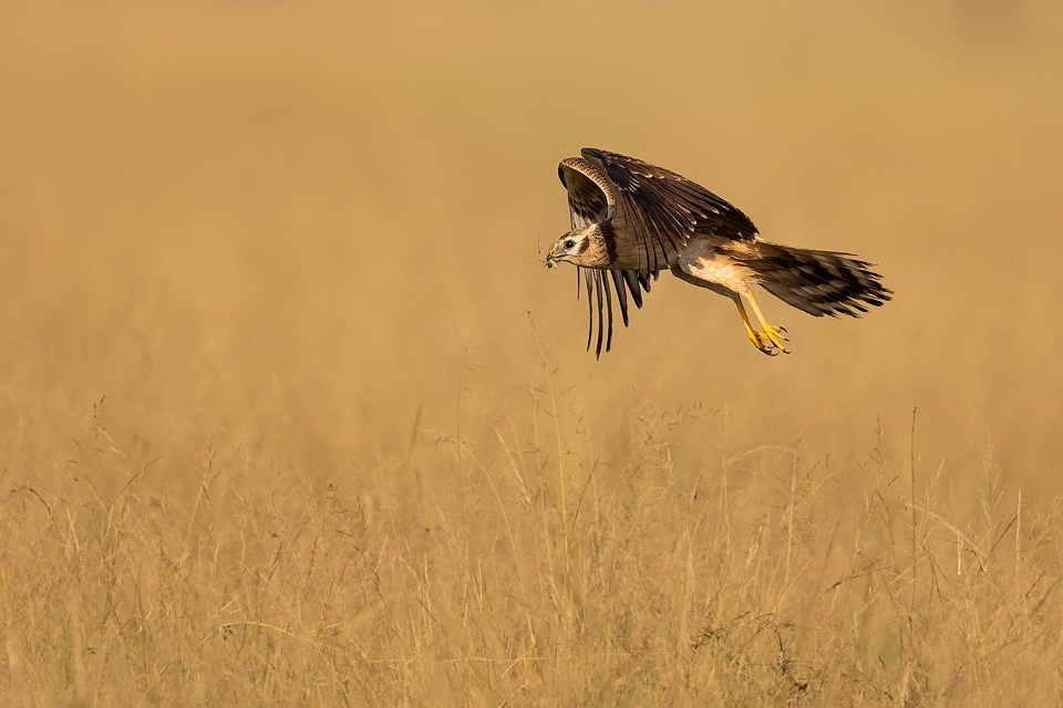 Juvenile Pallid Harrier with locust