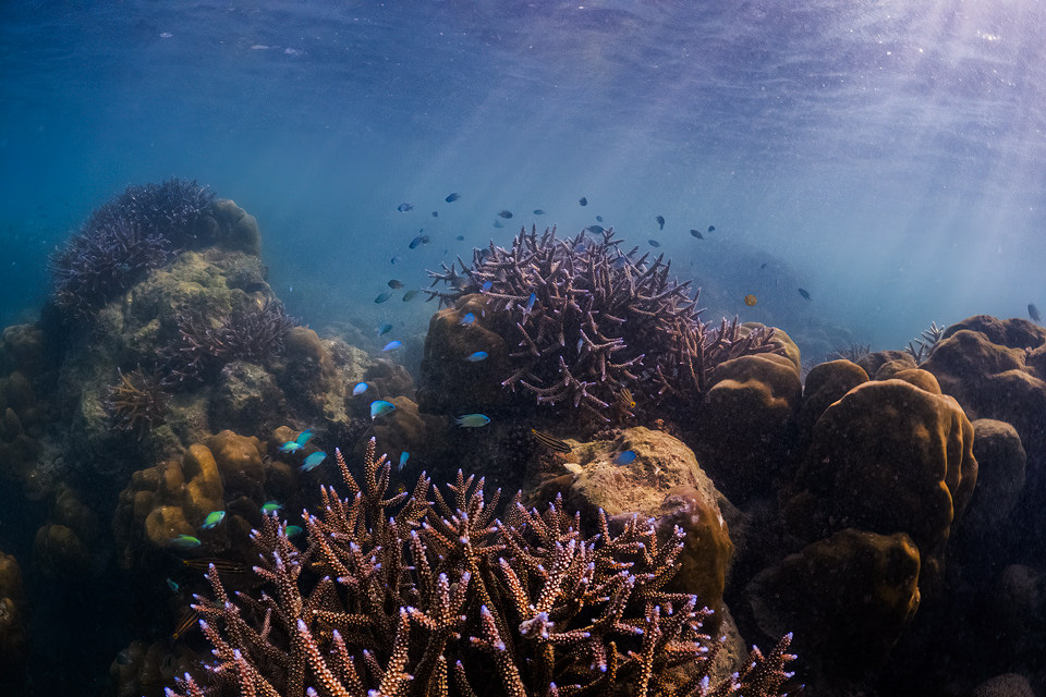 Havelock Island Snorkelling. Rays of sunshine illuminating a beautiful coral reef on the Andaman and Nicobar Islands. If you look closely you can see the glowing bioluminescent tips of the coral! Havelock Island, Andaman and Nicobar Islands, India.